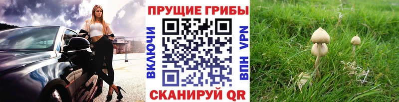 купить  сайты  Серов  Псилоцибиновые грибы мухоморы 